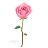 images/rose.png